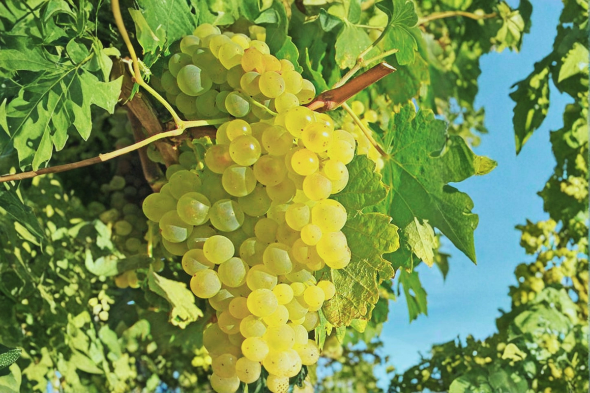 Thompson Seedless White Grape Vine Live Plant 3 Gallon, Table Grape Vine for Garden Vineyard, Fruit Climbing Vine