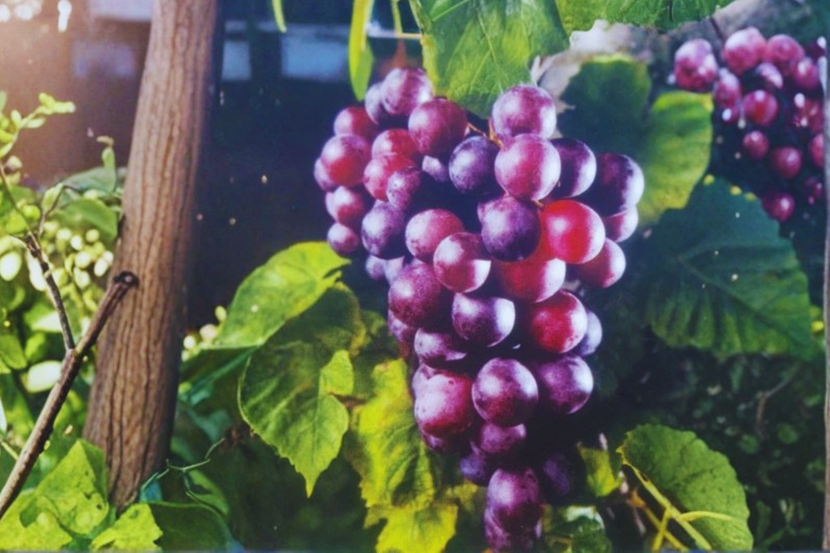 Black Cowart Muscadine Grape Vine Plant 2 Gal Live Fruit Vine, Dark Grape Plant for Garden Trellis Arbor
