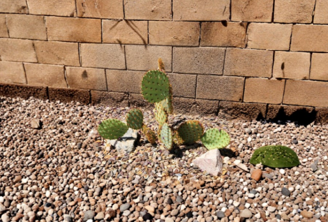 Opuntia Aciculata Chenille Prickly Pear Cactus Pad Cutting – Live Unrooted Succulent Propagation Plant