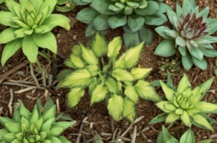 Hosta Emerald Ruff Live Potted Plant – Small Shade Garden or Container Plant in 2.5 Inch Pot, Green Ruffled Foliage, Hardy Perennial