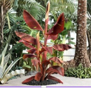 Siam Ruby Variegated Ornamental Banana Plant – Live Rooted Musa Starter for Tropical Garden or Container