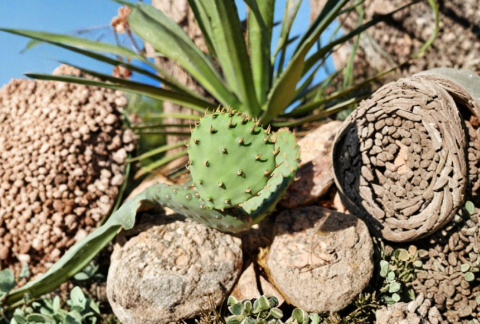 Opuntia Macrorhiza Plains Prickly Pear Cactus Pad Cutting – Live Native Succulent for Propagation