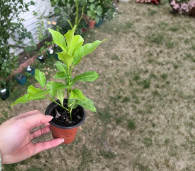 Lemon Tree Live Rooted Cutting – Citrus limon Young Plant for Container or Garden Growing