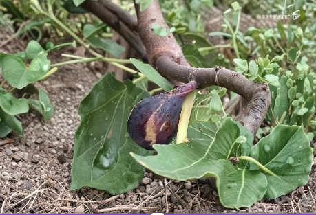 Greek Isles Black Jack Fig Tree Cuttings – 10 Unrooted Fig Scions for Propagation and Home Garden Growing