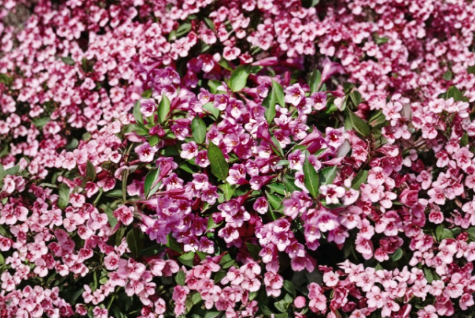 Minuet Weigela Live Rooted Cutting – Flowering Shrub for Garden, Landscape, Borders, Weigela florida ‘Minuet’