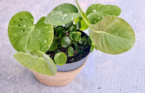 Variegated Pilea Peperomioides White Splash Live Houseplant Cuttings for Propagation, Indoor Plant, Easy Care