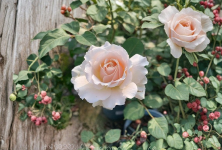 French Lace Rose Cuttings for Rooting – 3 Live Rosa ‘French Lace’ Flowering Shrub Propagation Material