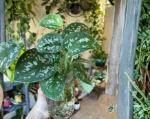 Silver Pothos Cuttings – 4 Live Single Leaf Node Propagation Cuttings – Scindapsus pictus ‘Argyraeus’ Indoor Houseplant