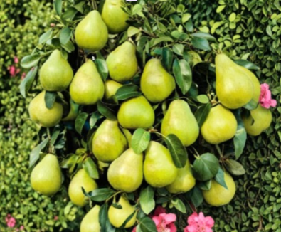 Kieffer Pear Tree Cuttings – 8 Cold Hardy Unrooted Stem Propagation for Home Orchard Growing