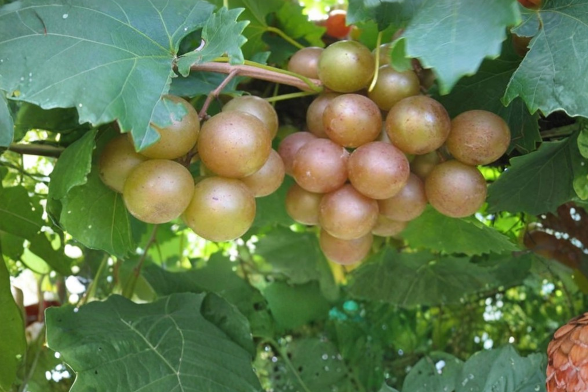 Bronze Chowan Muscadine Grape Vine 3 Gal Live Plant Sweet Bronze Grape Vine for Garden Trellis Backyard Vineyard