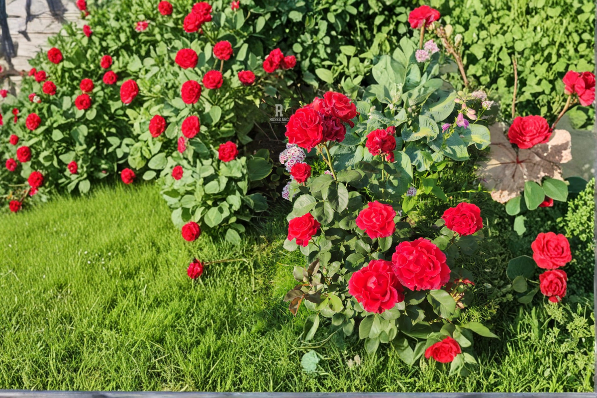 Traviata Hybrid Tea Rose Live Plant 2 Gallon Red Rose Bush Double Bloom Flowering Garden Plant