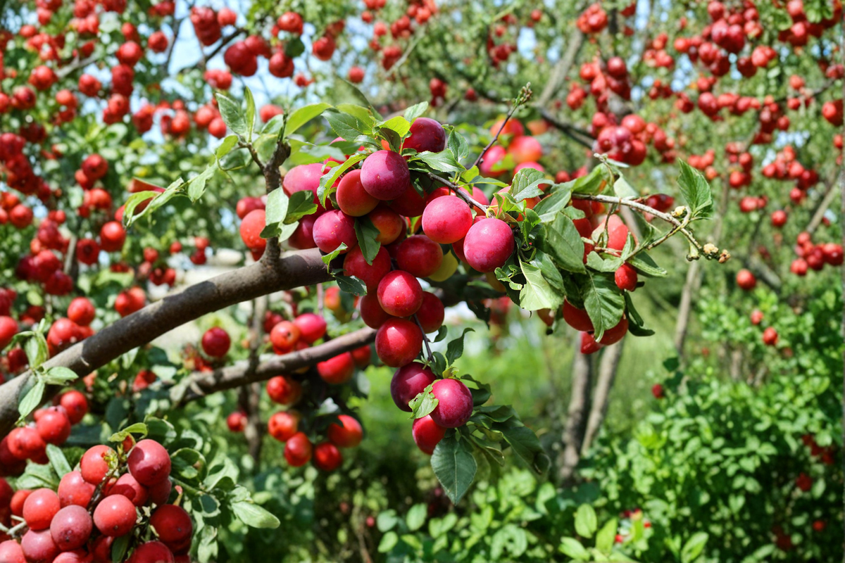 Red Plum Tree Live Plant 4–6 Ft Fruit Tree for Garden Orchard, Deciduous Outdoor Plum Tree