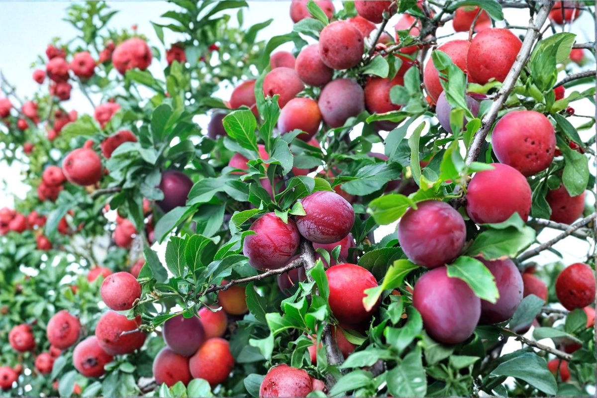 AU Rosa Plum Tree Live Plant 4–6 Ft Fruit Tree, Plum Tree for Garden Orchard, Deciduous Backyard Tree