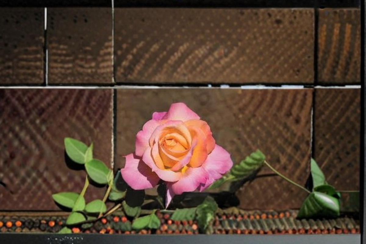 Chicago Peace Hybrid Tea Rose Live Plant 1 Gal Pink Yellow Rose Bush, Large Bloom Flowering Rose for Garden Outdoor