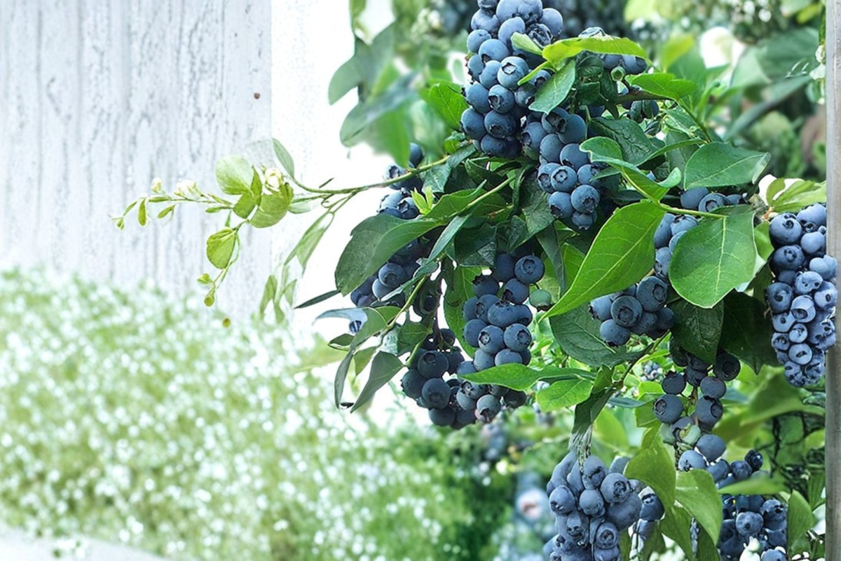 Powderblue Blueberry Plant Live 1–3 Ft Fruit Bush, Rabbiteye Blueberry for Garden, Outdoor Berry Plant