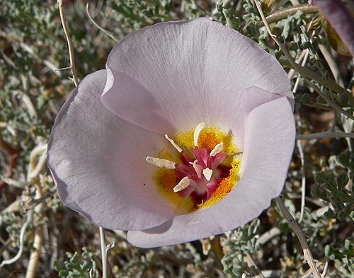 Calochortus Flexuosus Seeds 30 Winding Mariposa Lily Native Wildflower Bulb Plant White Lavender Blooms