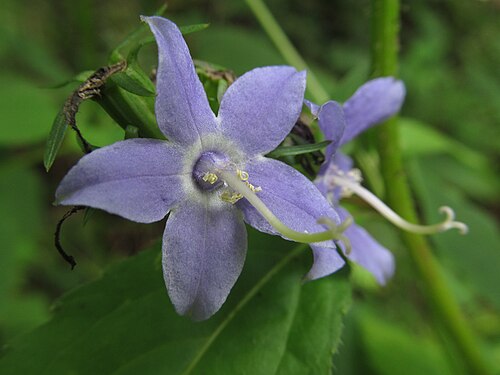 500 Campanula americana Seeds | Tall Bellflower Native Perennial Wildflower | Pollinator-Friendly Meadow & Garden Plant