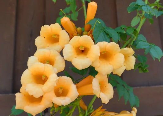 Live Yellow Trumpet Creeper Vine Plant in Pot – Campsis Radicans, Fast-Growing Climber, Hummingbird Magnet, Hardy Perennial