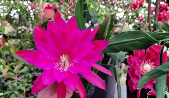 Epiphyllum Cuttings 8–10 Inch Unrooted Orchid Cactus Stems for Propagation – Jeanette Davis Latimer Epiphyllum