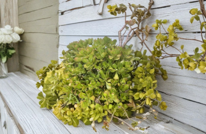 Jade Plant Cuttings, 4-6 Inch Unrooted Succulent Propagation Stems, Crassula Ovata Thick Fleshy Leaves
