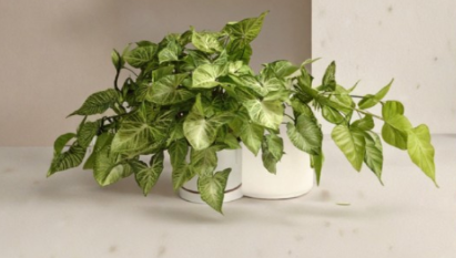 Heart Leaf Philodendron Cuttings Bundle of 5 Unrooted Nodes for Propagation, Indoor Houseplant, Philodendron hederaceum