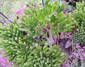 Ogre Ears Jade Plant Cuttings Set of 3, Crassula Ovata Gollum, Dwarf Succulent, Unrooted, Indoor Outdoor Plant Propagation