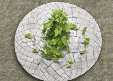 Sweet Potato Vine Rooted Cuttings Set of 6 | Ipomoea Batatas Green Ornamental Trailing Vine Live Plants
