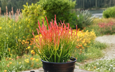 Euphorbia Tirucalli Sticks on Fire Cuttings – 4 Live Unrooted Succulent Propagation Plants