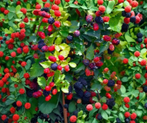 Blackberry Starter Plug Thornless Apache Rubus Cultivar for Garden Growing, Live Berry Plant