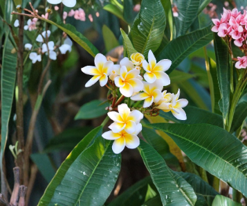 Plumeria Celadine Unrooted Cutting 17–19 Inch Multi Tip Frangipani Tree for Propagation, Tropical Flowering Plant
