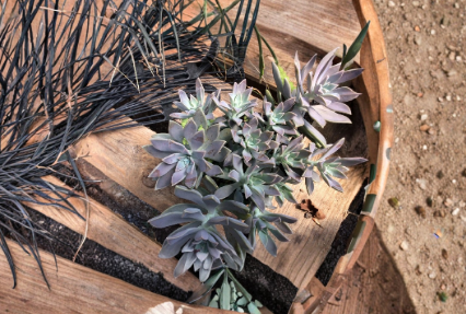 Echeveria Ghost Succulent Cuttings 2-4 Inch Rosette Unrooted Plant for Growing, Pale Green, Easy Care