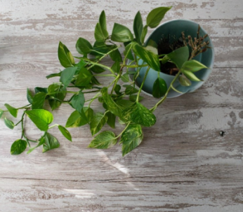 Golden Pothos Live Rooted Cuttings – Variegated Epipremnum aureum Houseplant for Indoor Hanging Baskets