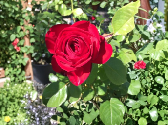 Kashmir Rose Unrooted Cuttings Set of 6 Live Shrub Plants for Propagation and Garden Growing Rosa x damascena