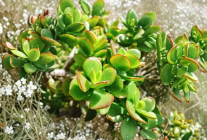 Crassula Tetragona Succulent Cuttings Set of 10 – Miniature Pine Jade Live Unrooted Plants for Gardening & Collection