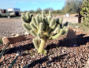 Teddy Bear Cholla Cuttings 2 Pack Cylindropuntia Bigelovii Unrooted Ornamental Cactus for Propagation