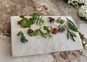 Assorted Succulent Cuttings 12 Pack, Unrooted Garden Starter Plants, Mixed Varieties, Cactus and Succulents, Easy to Grow