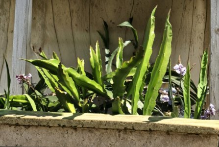 White Dragon Fruit Cuttings 5 Pieces, Unrooted 8 Inch Hylocereus spp. Climbing Cactus for Propagation
