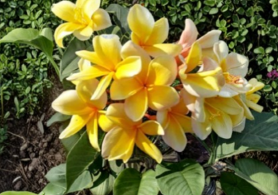 Plumeria Cutting Unrooted Frangipani Stem for Propagation Tropical Garden Plant - Lush Foliage