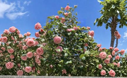 Camellia Japonica Pink and White Fresh Cuttings – 3 Unrooted Ornamental Flowering Shrubs for Propagation