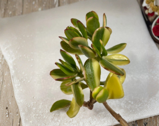 Lemon Lime Jade Cutting, Variegated Crassula Ovata, Unrooted Succulent Starter, 4 Inch Indoor Houseplant