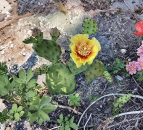 Opuntia Cespitosa Prickly Pear Cactus Pads 5 Unrooted Succulent Cuttings Native to Eastern Regions