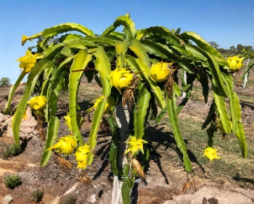 Yellow Dragon Fruit Potted Cutting 8-12 Inch Live Pitaya Plant Selenicereus megalanthus Grown in Florida