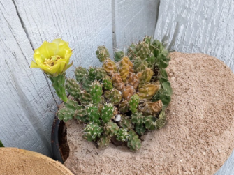 Grusonia Bulbispina Cactus Cuttings 4 Pack Rare Mat-Forming Desert Succulent Unrooted Durango Zacatecas