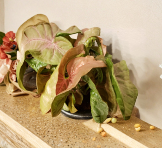 Neon Robusta Pink Syngonium Podophyllum Unrooted Cutting Houseplant – Vibrant Pink and Green Foliage, Indoor Plant