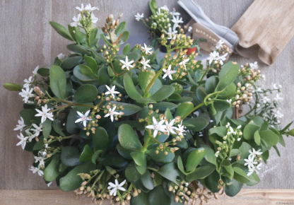 Crassula Ovata Red Jade Plant Cuttings – Colorful Succulent Stem Cuttings for Gardening and Propagation