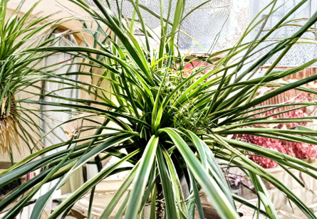 Reverse Variegated Spider Plant Cuttings – 3 Rooted Chlorophytum comosum Indoor Plants for Home Gardening