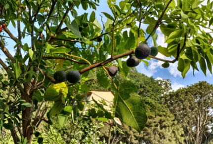 Calderona MP Fig Tree Cutting – 8 Inch Unrooted Ficus carica ‘Calderona MP’ for Propagation, Home Orchard, Container Growing