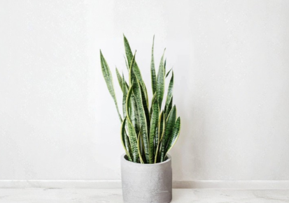 Snake Plant Clippings, Sansevieria Trifasciata Leaf Cuttings for Propagation, Indoor Houseplant, Greenery, Easy Care