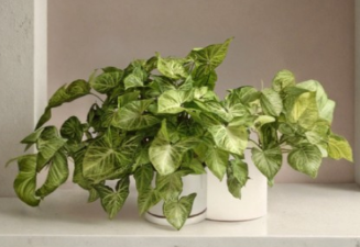 Unrooted Syngonium ‘Butterfly’ Cuttings Set of 5 – Indoor Vining Houseplant, Green Variegated, Propagation, Tropical Trailing Plant