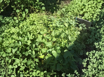 Okinawa Purple Sweet Potato Slips Live Cuttings - Purple Flesh Sweet Potato Plants for Gardening